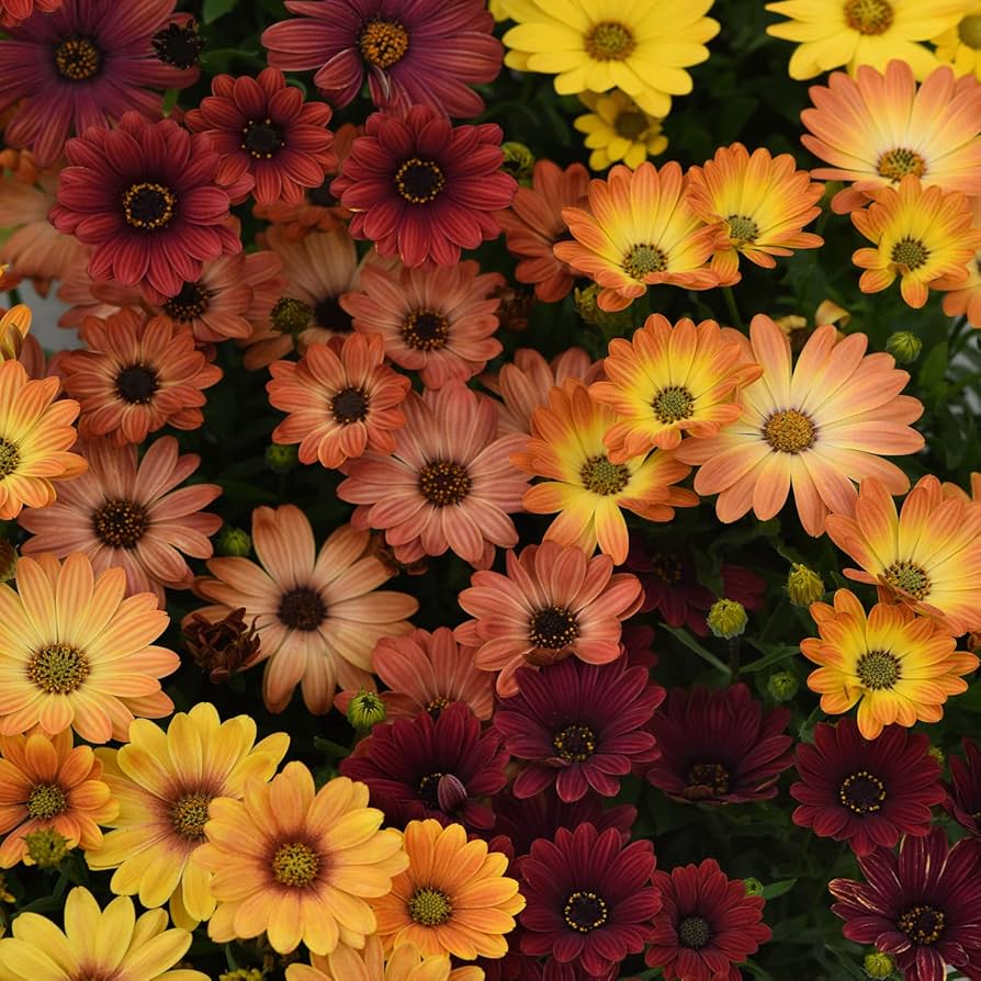 Orange - Osteospermum for planting in home garden